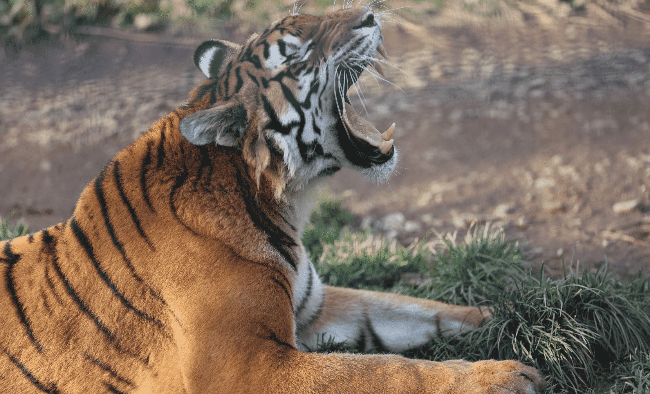 Zoo Łączna