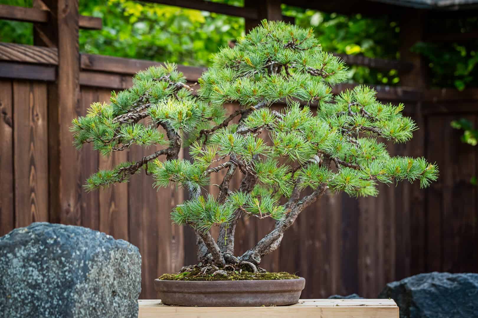 Bonsai w Małej Japonii