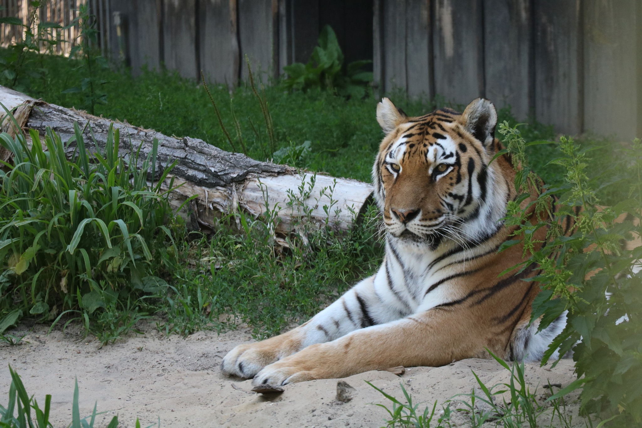 zoo chorzow